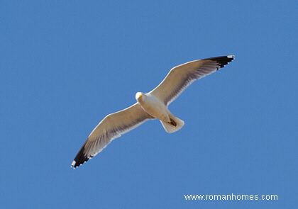 The flying seagull looks to the phographer